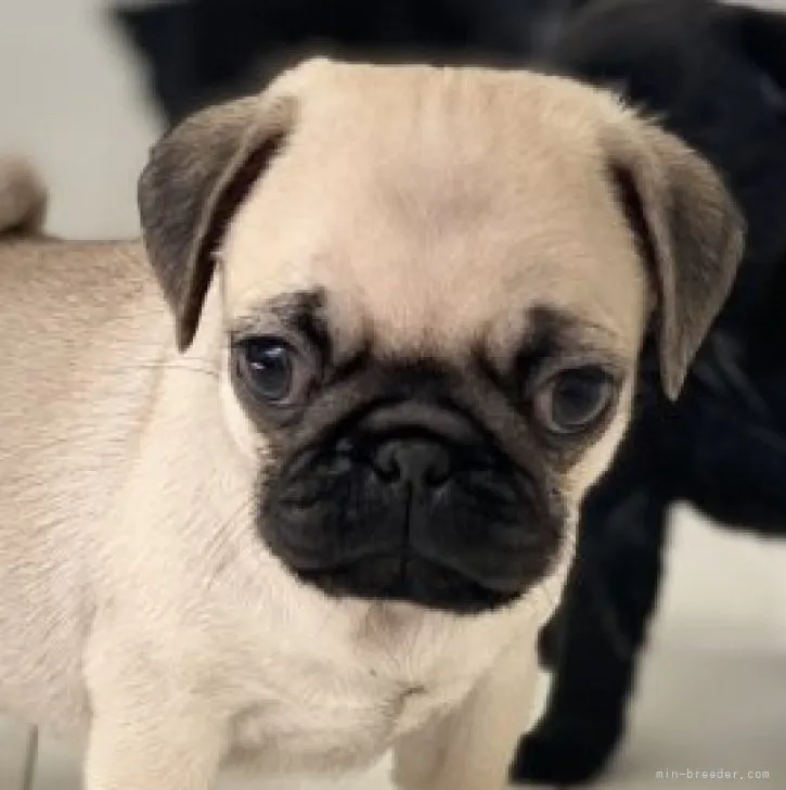 ID:2303-02500の子犬