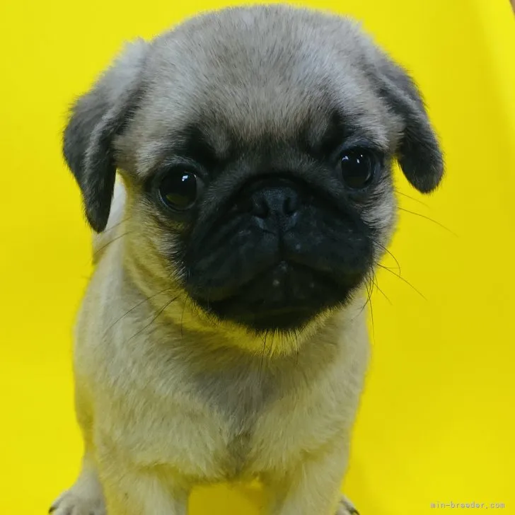 ID:2307-05605の子犬