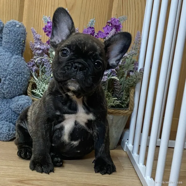 ID:2307-02983の子犬