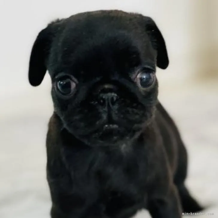 ID:2212-01039の子犬