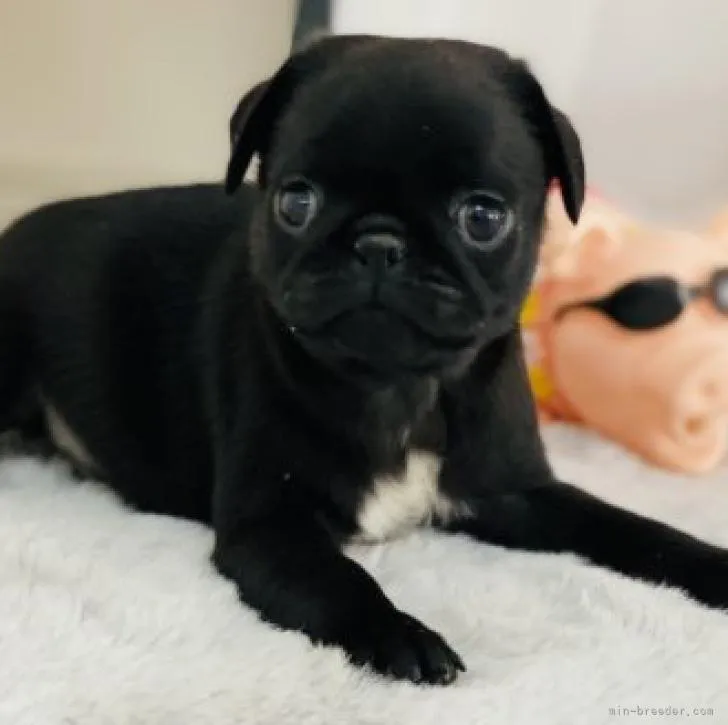 ID:2212-01037の子犬