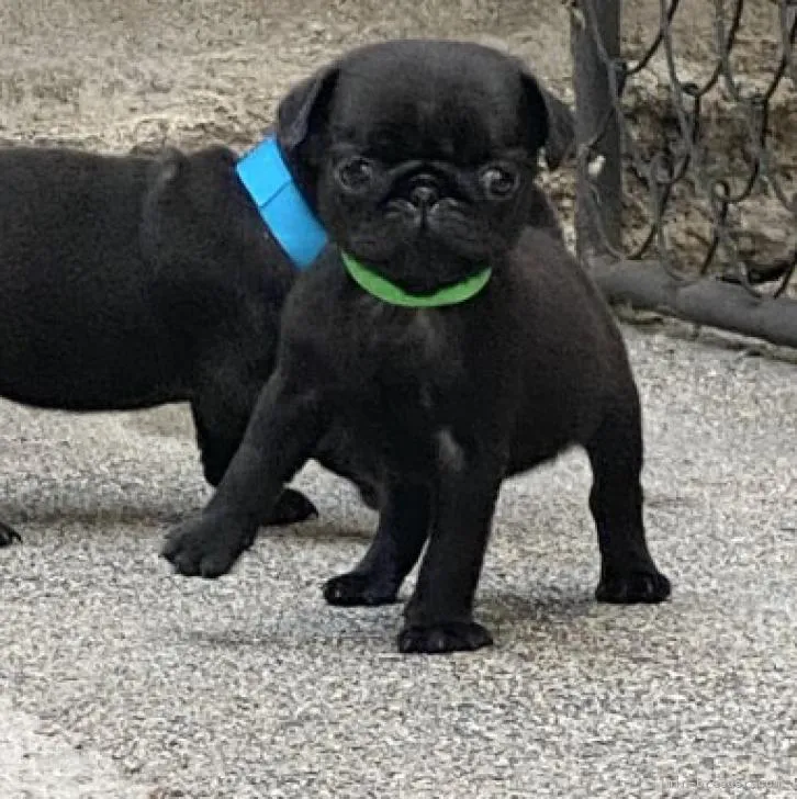 ID:2209-02418の子犬