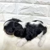 キャバリア【北海道・女の子・2025年9月23日・トライ】の写真11