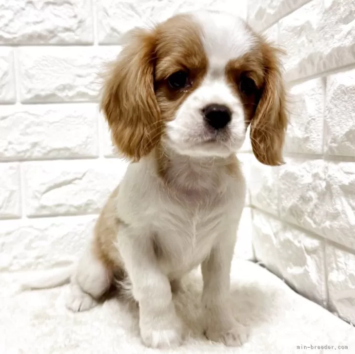 ID：2505-03958の子犬