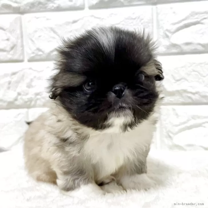 T.T 様のお迎えした子犬