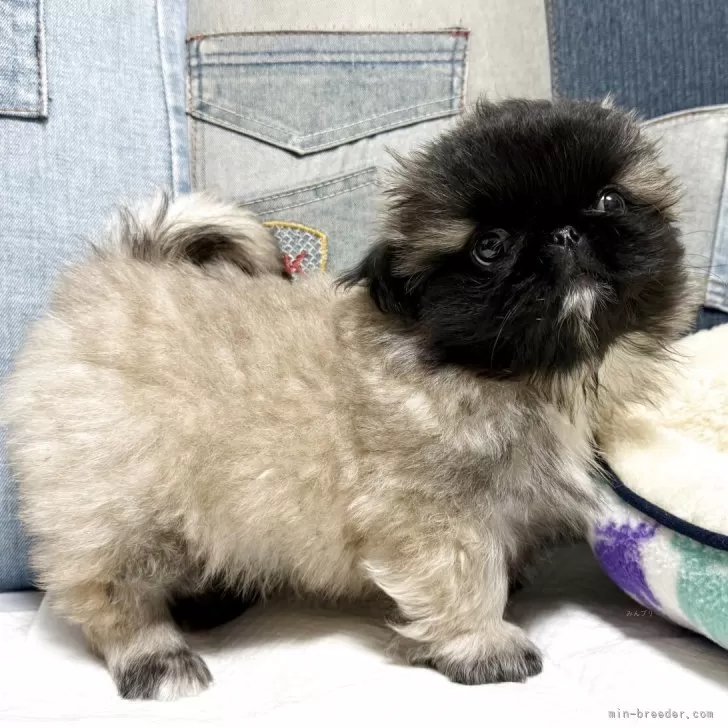 ID：2511-01906の子犬