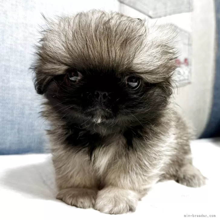 ID：2510-03809の子犬