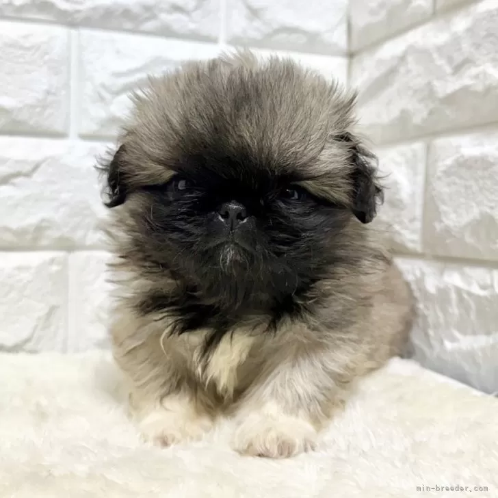 ID：2510-03810の子犬