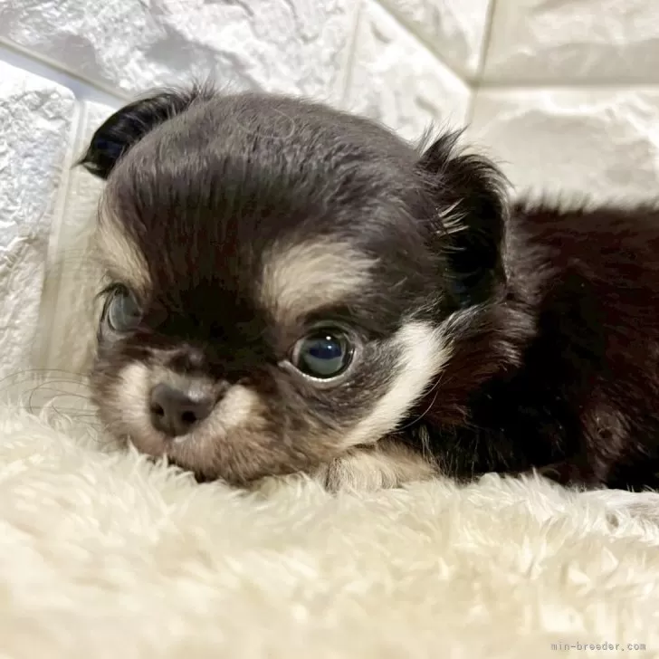 ID：2507-07601の子犬