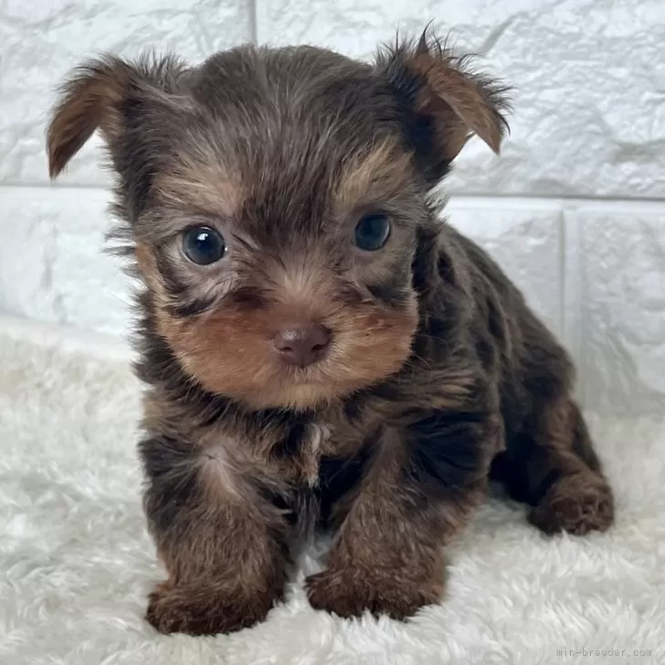 ID：2501-02811の子犬