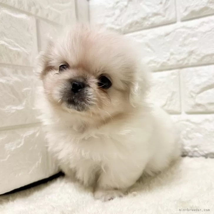 ID：2508-08232の子犬