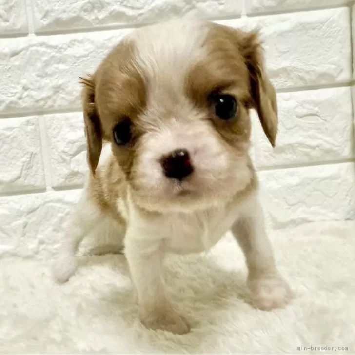ID：2504-03096の子犬