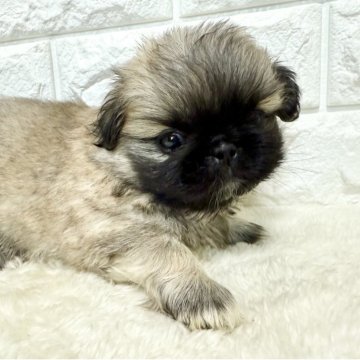 ペキニーズ【北海道・女の子・2025年9月26日・フォーン】の写真「ペキニーズフェア✨お値下げ中✨✨」