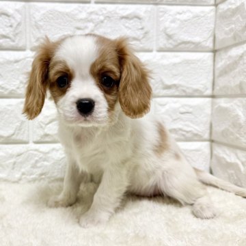 キャバリア【北海道・女の子・2025年3月31日・ブレンハイム】の写真「順調に成長中🐾⋆⭒」