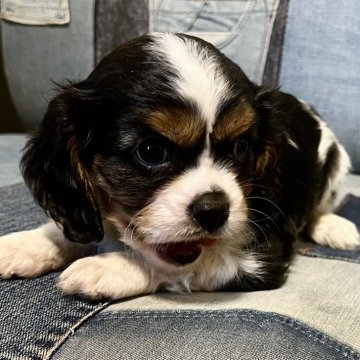 キャバリア【北海道・男の子・2024年10月10日・トライ】の写真「遺伝子検査クリアの3日間限定価格✨」