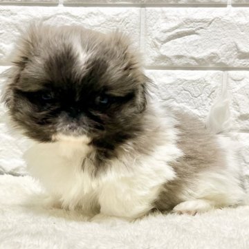 ペキニーズ【北海道・男の子・2024年12月20日・グレー&ホワイト】の写真「2月16日までの募集です🐾」