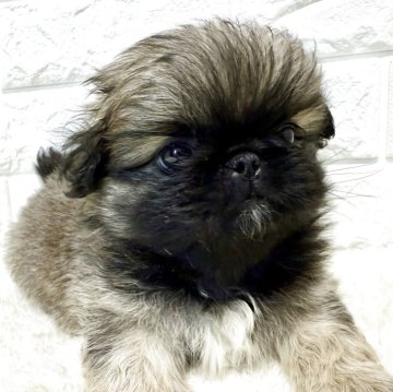 ペキニーズ【北海道・女の子・2025年9月26日・フォーン】の写真「ペキニーズフェア✨お値下げ中✨✨」