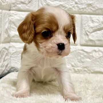 キャバリア【北海道・男の子・2024年12月21日・ブレンハイム】の写真「順調に成長しています✨」