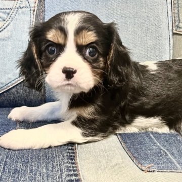 キャバリア【北海道・女の子・2024年10月10日・トライ】の写真「綺麗なトライの女の子✨」