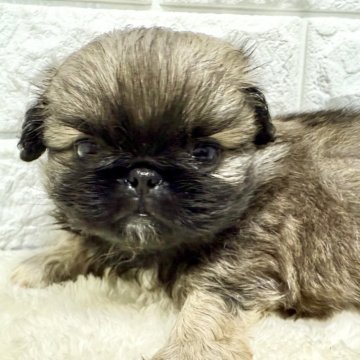 ペキニーズ【北海道・女の子・2025年9月26日・フォーン】の写真「ペキニーズフェア✨お値下げ中✨✨」