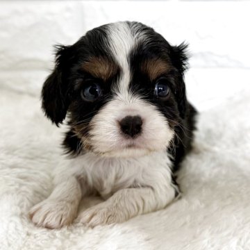 キャバリア【北海道・女の子・2025年9月23日・トライ】の写真「順調に成長中✨✨」