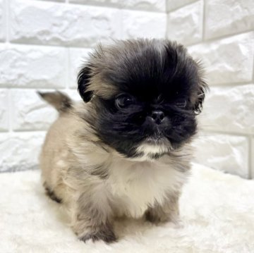 ペキニーズ【北海道・男の子・2025年9月23日・フォーン&ホワイト】の写真「ペキニーズフェア✨お値下げ中✨✨」
