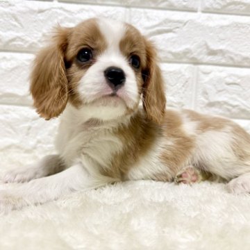 キャバリア【北海道・女の子・2025年3月31日・ブレンハイム】の写真「順調に成長中🐾⋆⭒」