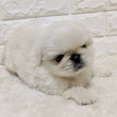 ペキニーズ