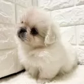 ペキニーズ【北海道・男の子・2025年7月6日・ホワイト】の写真2