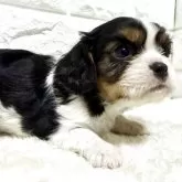 キャバリア【北海道・女の子・2025年9月23日・トライ】の写真3