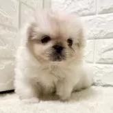 ペキニーズ【北海道・男の子・2025年7月6日・ホワイト】の写真3