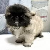 ペキニーズ【北海道・男の子・2025年9月23日・フォーン】の写真4