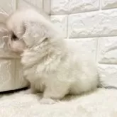 ペキニーズ【北海道・男の子・2025年7月6日・ホワイト】の写真4