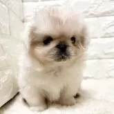 ペキニーズ【北海道・男の子・2025年7月6日・ホワイト】の写真6