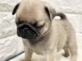パグ【北海道・女の子・2024年12月16日・フォーン】の写真6
