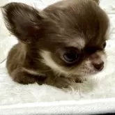 チワワ(ロング)【北海道・男の子・2025年2月19日・チョコレートタン】の写真7