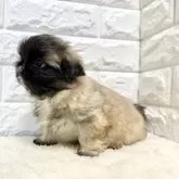 ペキニーズ【北海道・男の子・2025年9月23日・フォーン】の写真7