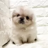 ペキニーズ【北海道・男の子・2025年7月6日・ホワイト】の写真7