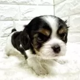 キャバリア【北海道・女の子・2025年9月23日・トライ】の写真8