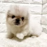ペキニーズ【北海道・男の子・2025年7月6日・ホワイト】の写真9