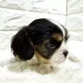 キャバリア【北海道・女の子・2025年9月23日・トライ】の写真9