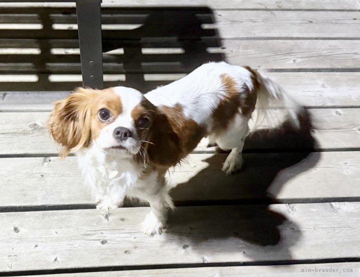 キャバリア【・女の子・2023年3月15日・ブレンハイム】