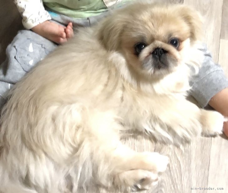 ペキニーズ【・男の子・2016年4月16日・グレー】