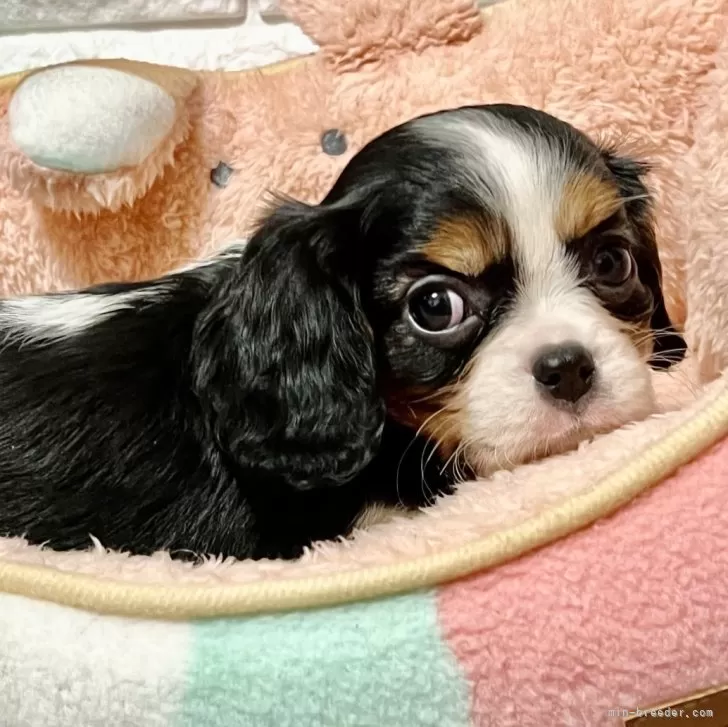 ID：2411-00655の子犬