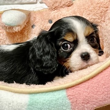 キャバリア【北海道・女の子・2024年9月15日・トライ】の写真「順調に成長しています✨」