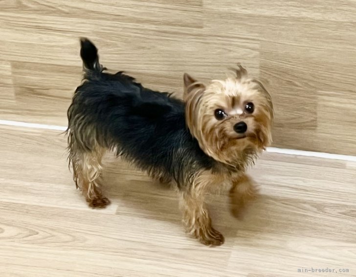 ヨークシャーテリア【・男の子・2022年9月10日・スチールブルー＆タン2022/】
