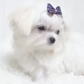 チワマル(チワワ×マルチーズ)【大阪府・男の子・2025年7月1日・ホワイト&クリーム】の写真13