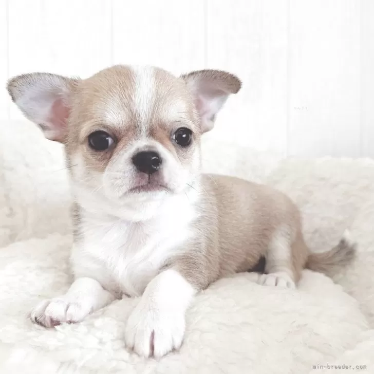 ID：2503-07546の子犬
