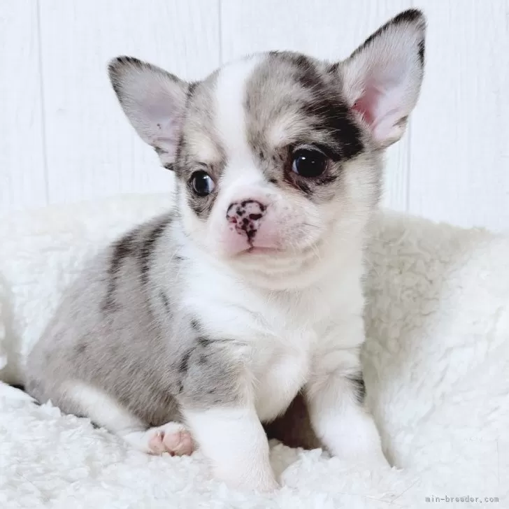 ときちゃん 様のお迎えした子犬