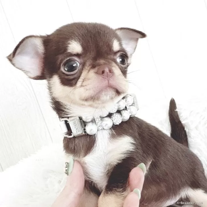 ID:2504-05019の子犬